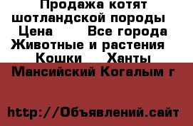 Продажа котят шотландской породы › Цена ­ - - Все города Животные и растения » Кошки   . Ханты-Мансийский,Когалым г.